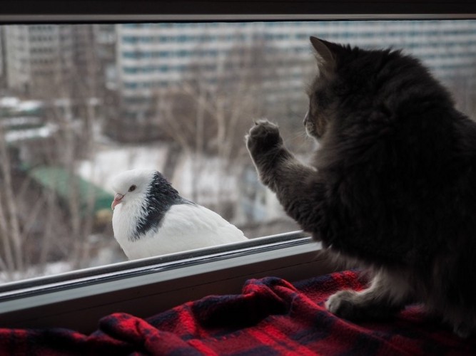 窓から鳥を見つけた猫