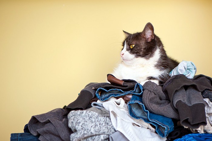 洗濯物の上に居座る猫