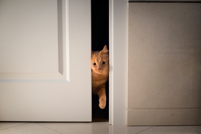 扉の隙間から顔を出している猫