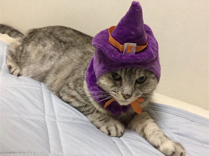 魔女の帽子をかぶった猫