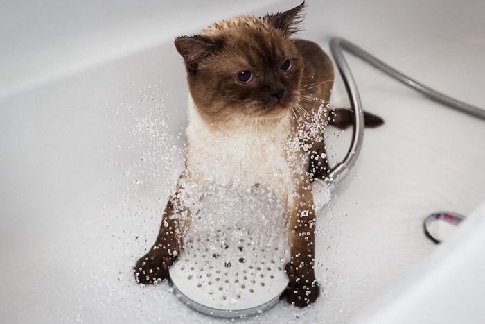 シャワーで遊んで水浸しになる猫