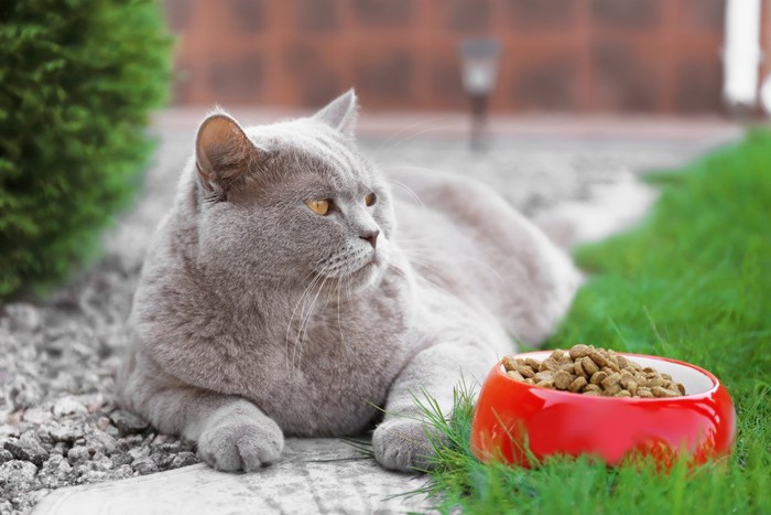 肥満ぎみの猫と餌