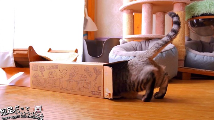 細い箱にあたまを入れる猫