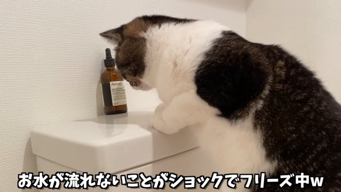 トイレのタンクを見る猫