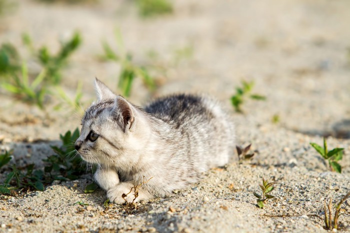 砂の上にいる子猫