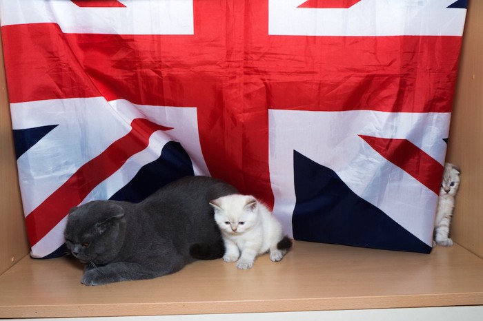 イギリス国旗と猫