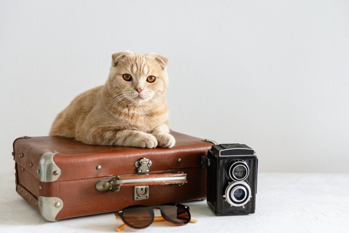 旅行鞄の上でにらむ猫