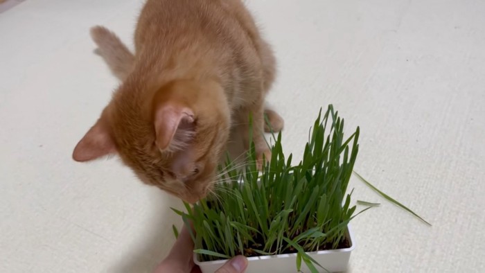 猫草を食べてみる猫