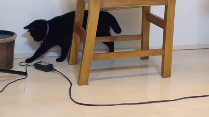 椅子の向こう側で遊ぶ猫