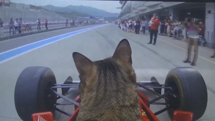 F1で観衆の前を通る猫