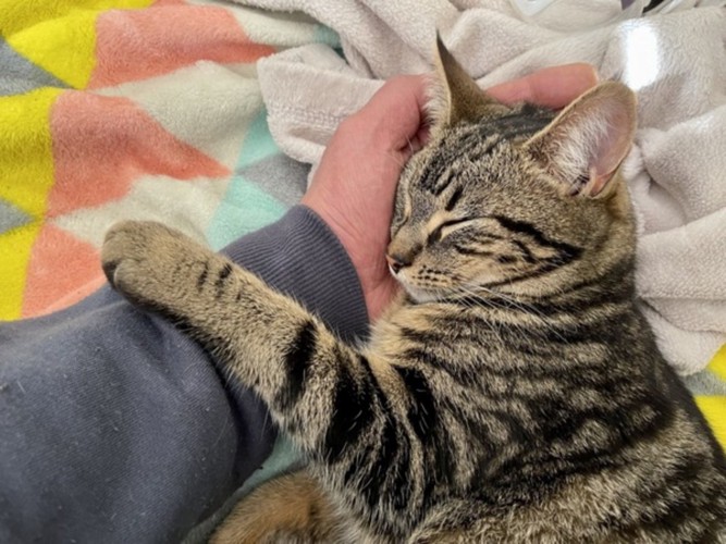 飼い主さんの手を枕にして眠る猫