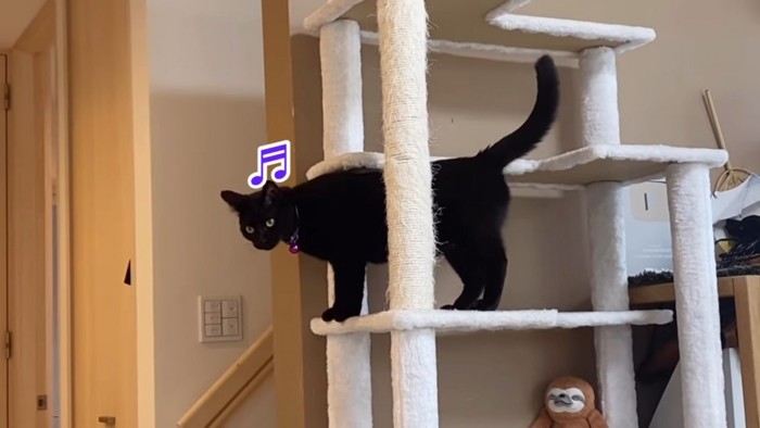 キャットタワーに立つ猫