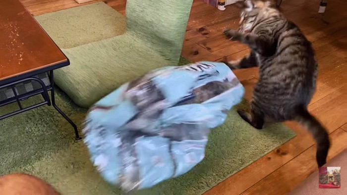 袋ごと襲い掛かる猫