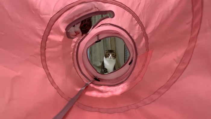 トンネルの先にいる猫と途中の穴からのぞく猫