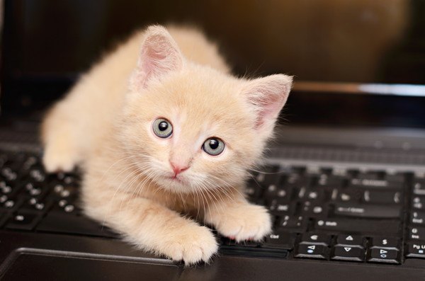 パソコンの上に乗る子猫