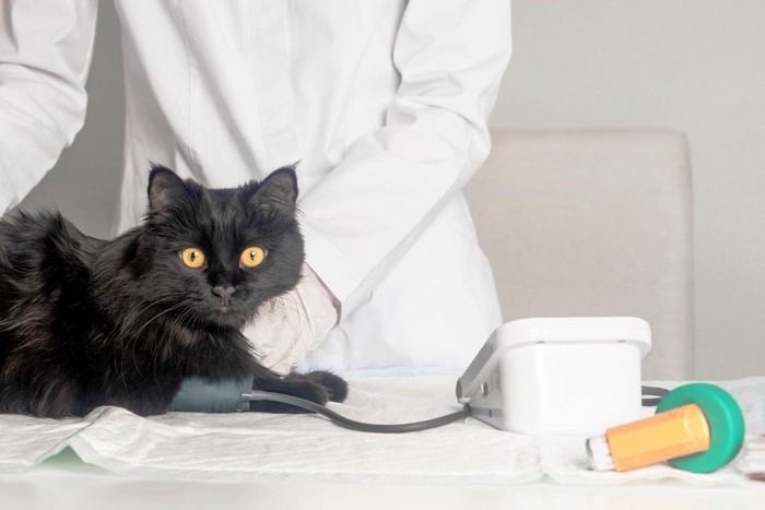 血圧を測っている黒猫