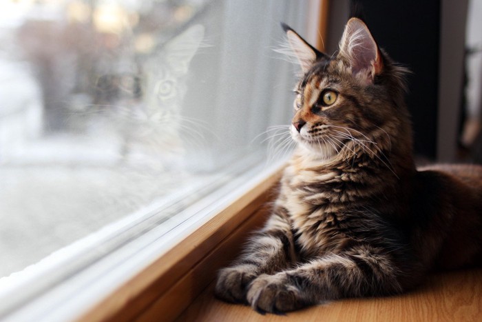 窓際でスフィンクス座りをする猫