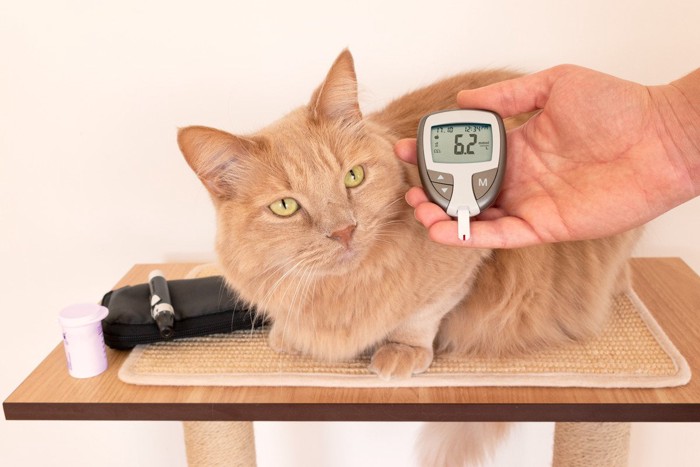 血糖値を測定した猫