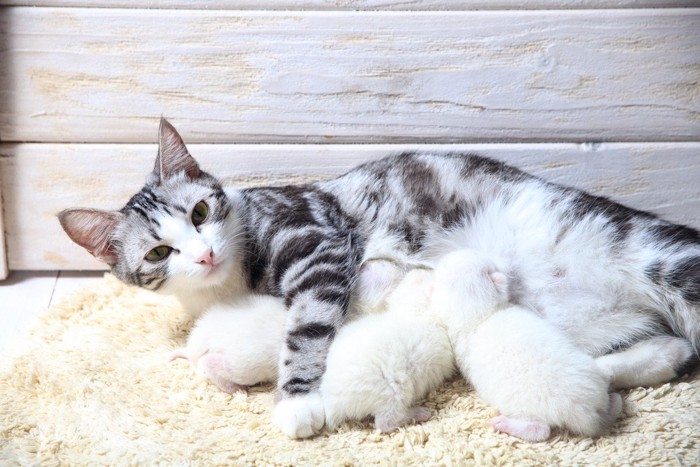 出産し、子猫たちに授乳する母猫