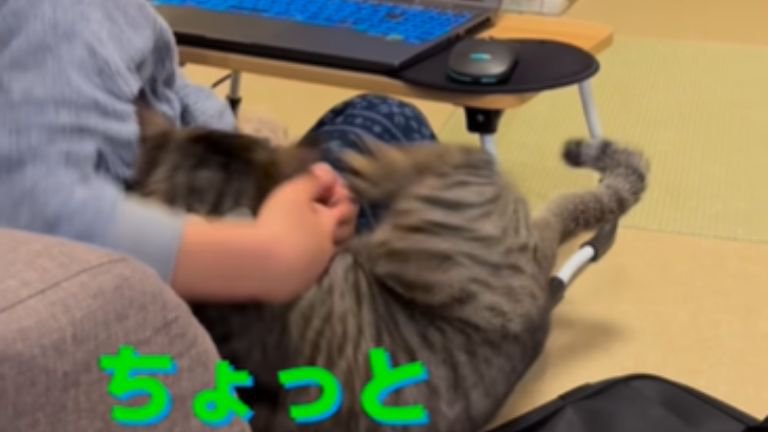 子どもにパソコンから降ろされる猫