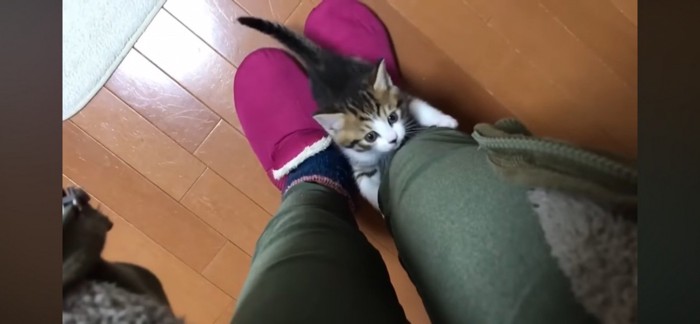 足をよじ登る子猫