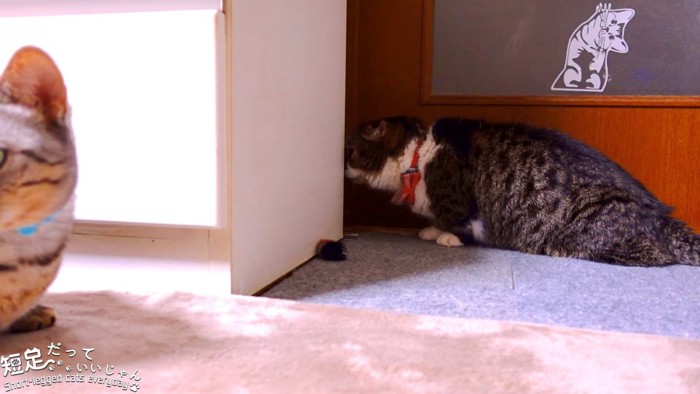 家具の裏を見る猫