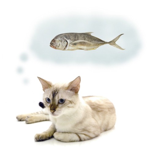 魚を思い浮かべる猫
