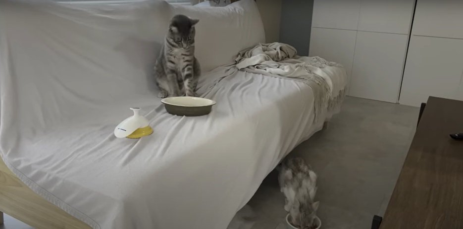 床でごはんを食べる猫とソファの上の猫