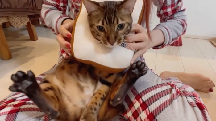 食パンに被り物をする猫