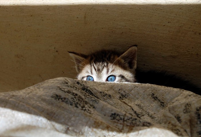 隠れている子猫