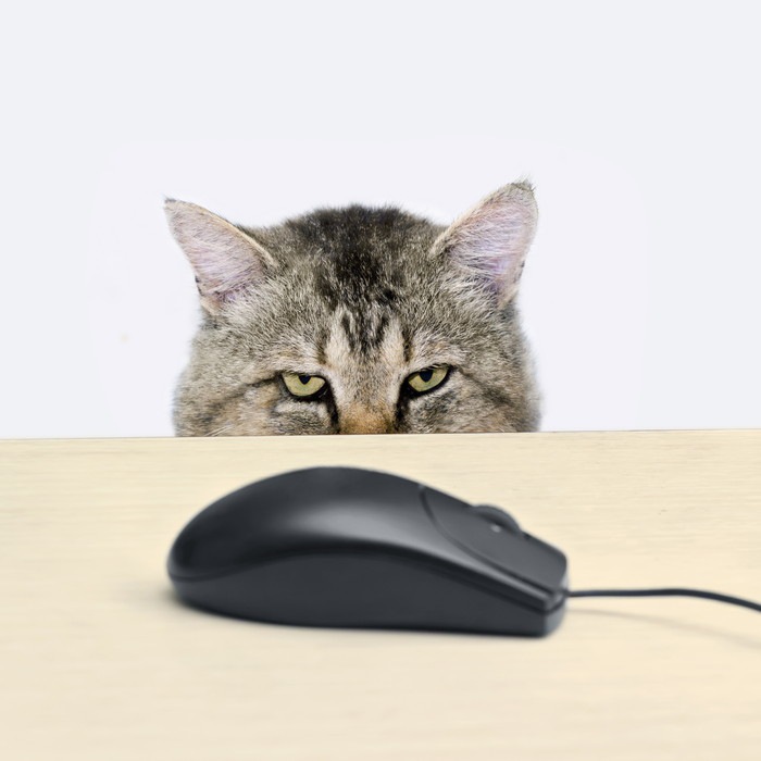 コンピューターマウスを狙う猫の目