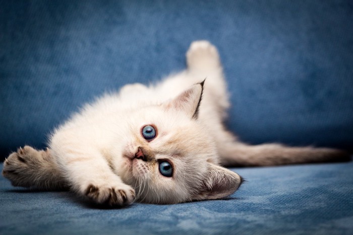 キトンブルーの目をした子猫