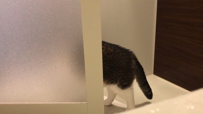 お風呂場から去る猫