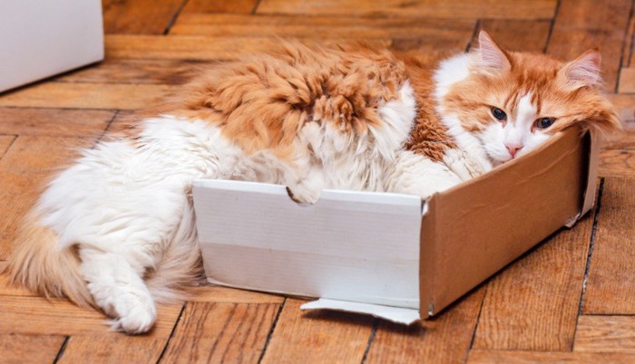 箱に収まりきらない猫