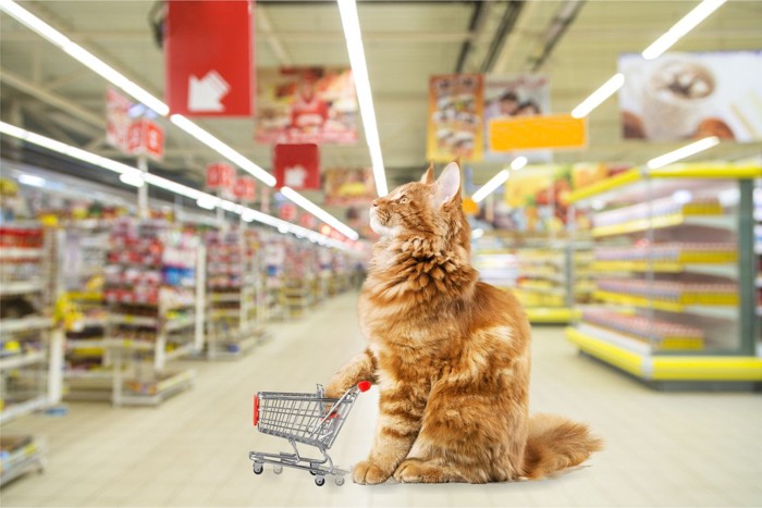 買い物をする猫