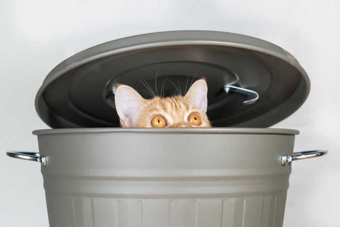 ゴミ箱からのぞく猫