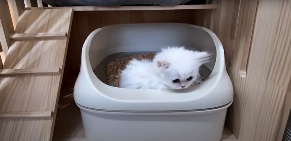 トイレの中の子猫