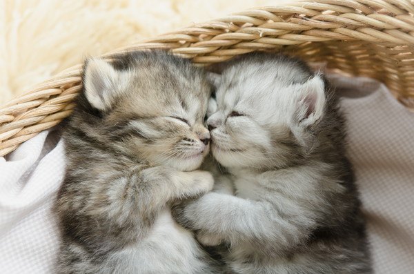 寄り添い合って眠る子猫たち