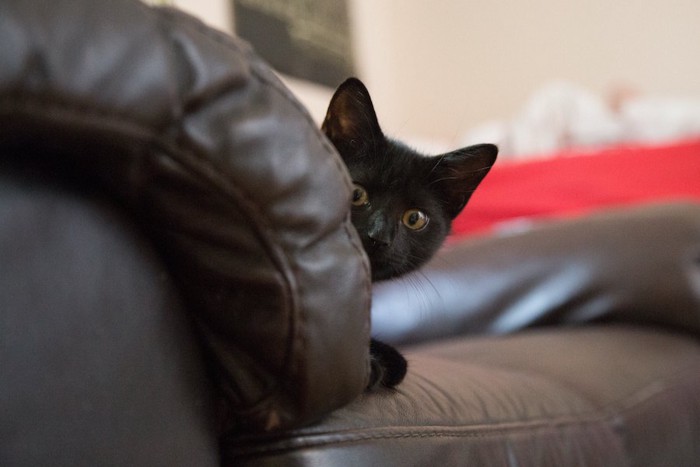 黒いソファーから顔だけ出す黒猫
