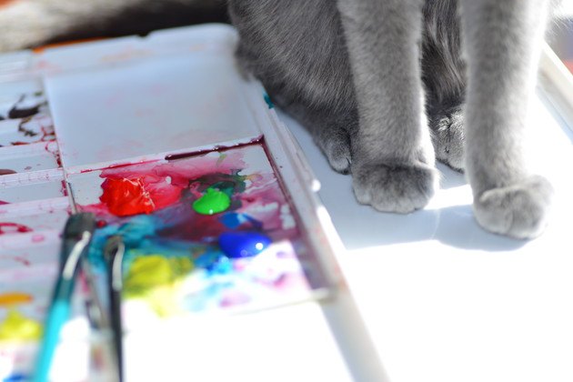 絵の具と猫