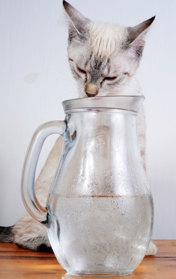 水滴のついたグラスと猫
