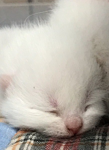 赤ちゃんの白猫の子猫