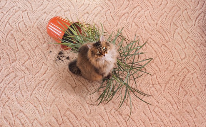 倒れた鉢植えと見上げる猫