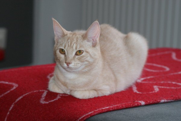 赤いカーペットの上で香箱座りをする猫