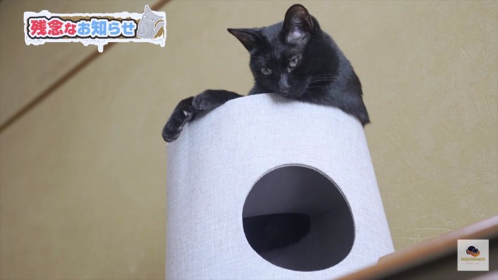 タワーの上にいる黒猫
