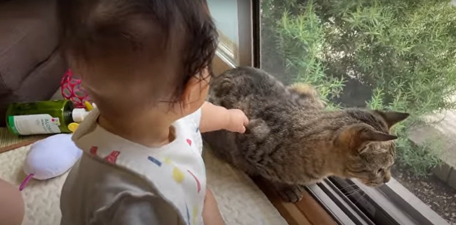 猫の毛を引っ張る乳児