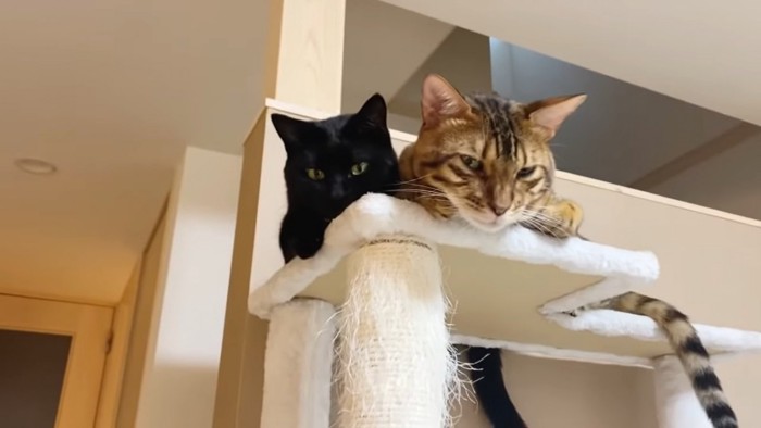 並んでキャットタワーで寝る2匹の猫