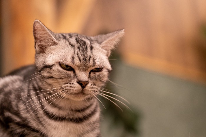 不機嫌な表情の猫