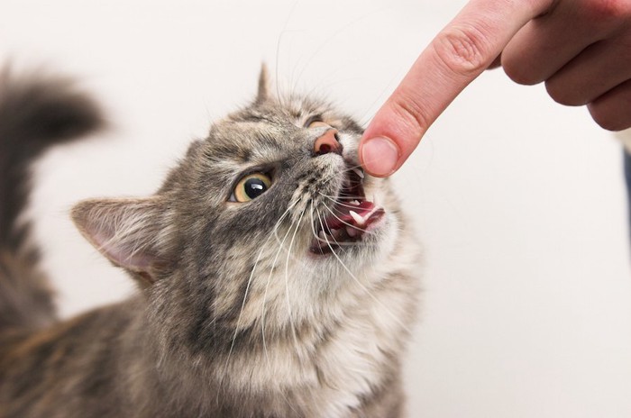 飼い主の指を噛もうとする猫