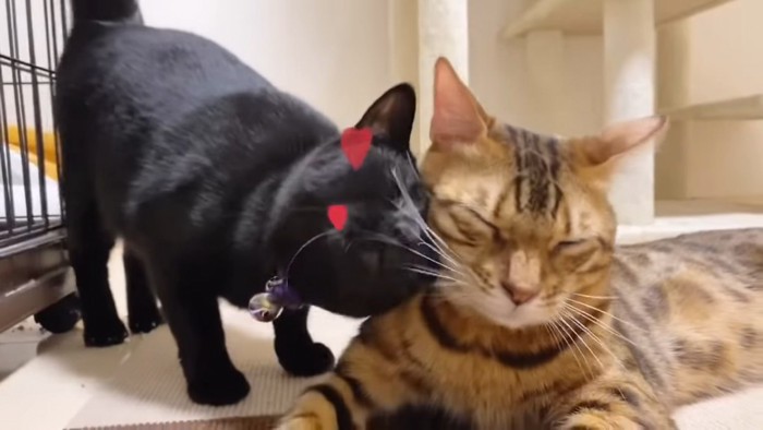 顔をくっつける2匹の猫